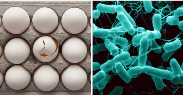 Eggs Recalled Due to Salmonella Contamination: What You Need to Know